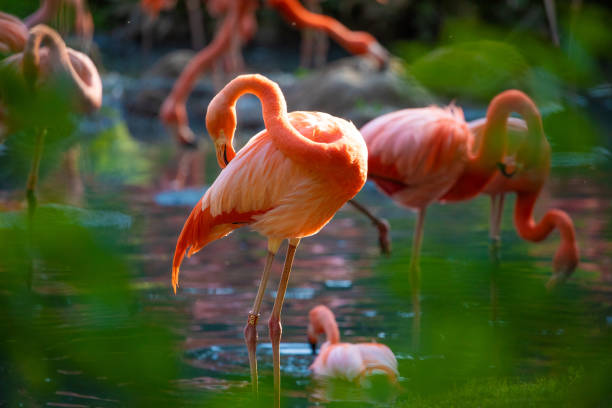 istock flamingos walking in water with green grasses background. 1632098919