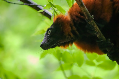 portrait of a red ruffed lemur (Varecia rubra)