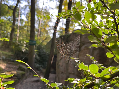 Spider web in the autumn forest
