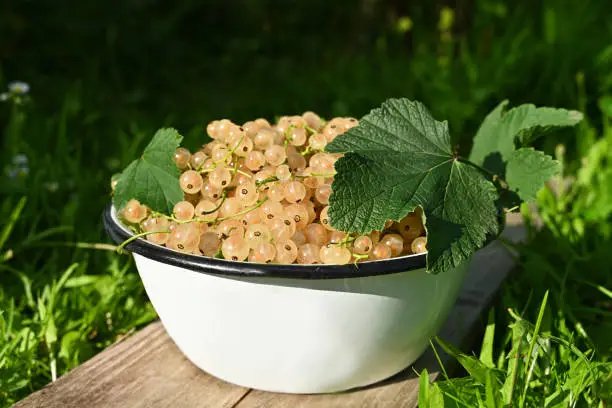White currant berries, in a wooden bowl. Fresh ripe whitecurrant berries, spherical edible fruits of Ribes rubrum, a cultivar of red currant. Sweet translucent fruits with yellowish-white color. Photo