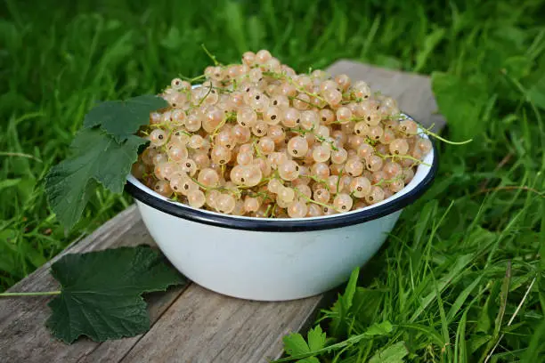 White currant berries, in a wooden bowl. Fresh ripe whitecurrant berries, spherical edible fruits of Ribes rubrum, a cultivar of red currant. Sweet translucent fruits with yellowish-white color. Photo