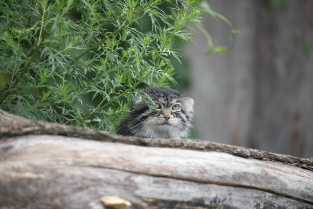 istock Pallas's cat Manul Otocolobus manul cute wild cat 1632104396