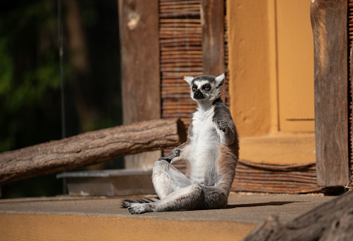 Ring-tailed lemur (Lemur catta) sitting in the sun warming its body with its front legs spreaded. The ring-tailed lemur sunbathes, sitting upright facing its underside, with  thinner white fur towards the sun.