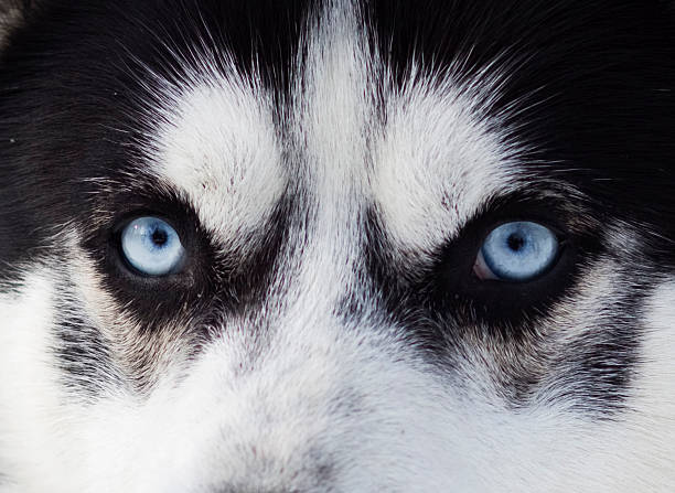 istock Close up on blue eyes of a dog 163210981