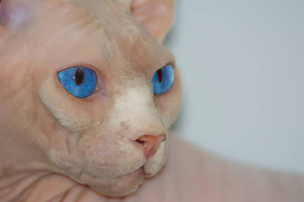 istock Nice specimen of a sphinx cat 1632112551