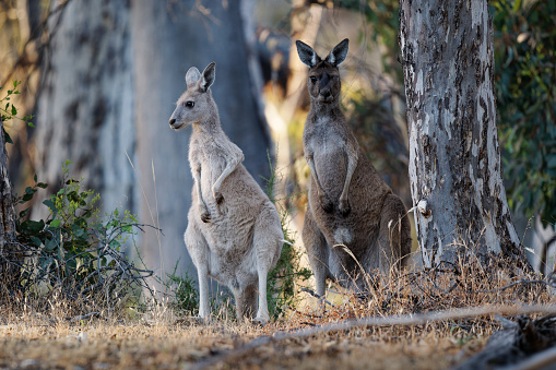 Western Grey Kangaroo - Macropus fuliginosus also giant or black-faced or mallee kangaroo or sooty kangaroo, large common kangaroo from southern Australia, pair in bushes, white and brown morph.