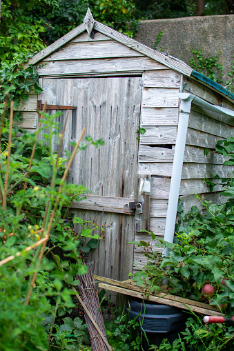 Old overgrown shed on allotment garden.