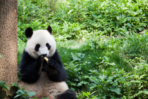 An adult panda sitting and chewing green bamboo leaves On the litter in the park look happy