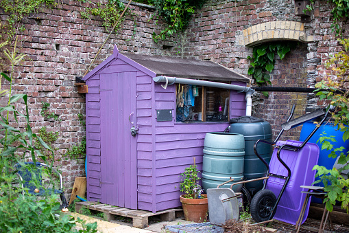 Stylish purple shed in community garden.