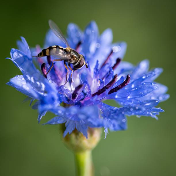 istock Close-up image of a Hoverflies perched on a blue flower with a blurry background 1632127131