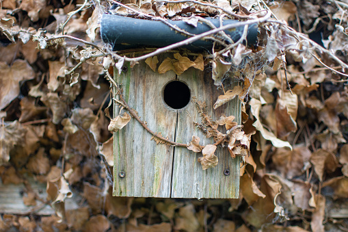 Old wooden birdbox covered with dead ivy.