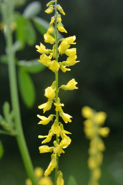 istock Melilot officinalis, ribbed melilot (Melilotus officinalis) blooms in nature 1632135540