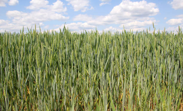 in the field growing green winter wheat - winter wheat imagens e fotografias de stock