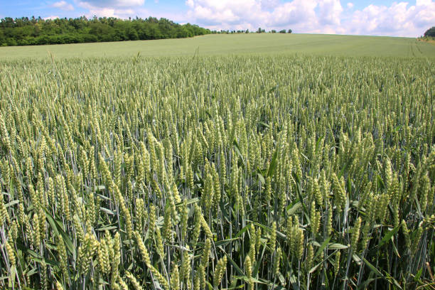 na polu uprawa zielonej pszenicy ozimej - wheat winter wheat cereal plant spiked zdjęcia i obrazy z banku zdjęć