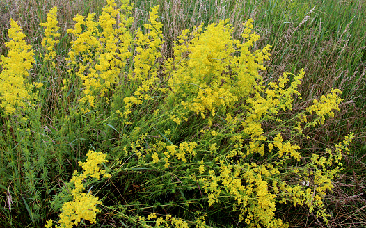 An erect, medium to tall, strong-smelling, hairy biennial; stem hollow or solid, angled or ridged. Leaves pinnate, with 5-11 oval, lobed and toothed segments. Flowers yellow, 1,5mm, in umbels with 9-20 unequal rays. Fruit elliptical, 5-7mm, narrowly winged, flattened.\nHabitat: Rough grassy places, generally on dry calcareous soils, at low attitudes. \nFlower Season: July-August.\nDistribution: Britain, Belgium, Holland, France and Germany; naturalized in Ireland and parts of Scandinavia.\nCan cause serious blistering if handled in strong sunlight!\n\nThis Plant grows in rough Grassy Habitats, generally on dry calcareous Soils, in the Netherlands mostly in the neighbourhood of the Great Rivers, along Roadsides and on Dykes.