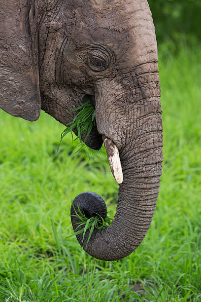istock Elephant in Africa on Safari, Zambia 163213800