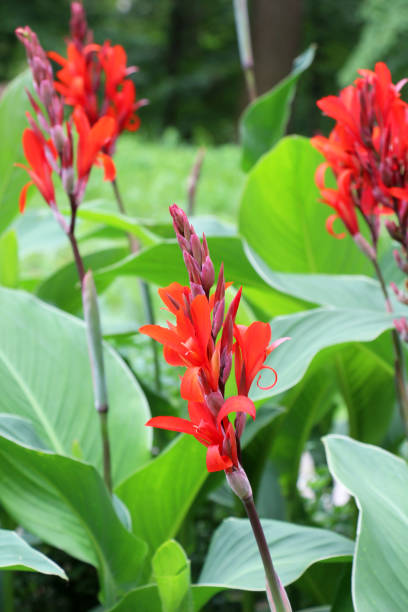 istock Red cannas are blooming on the flowerbed 1632138327