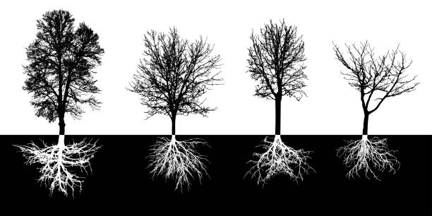 ilustraciones, imágenes clip art, dibujos animados e iconos de stock de árboles caducifolios desnudos con sistema radicular, silueta. árboles negros y raíces blancas. ilustración vectorial - bare tree nature backgrounds tree trunk branch