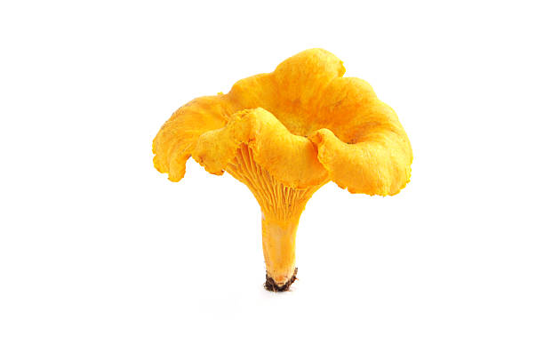 cantarelo cogumelo (cantharellus cibarius) - chanterelle golden chanterelle edible mushroom mushroom imagens e fotografias de stock