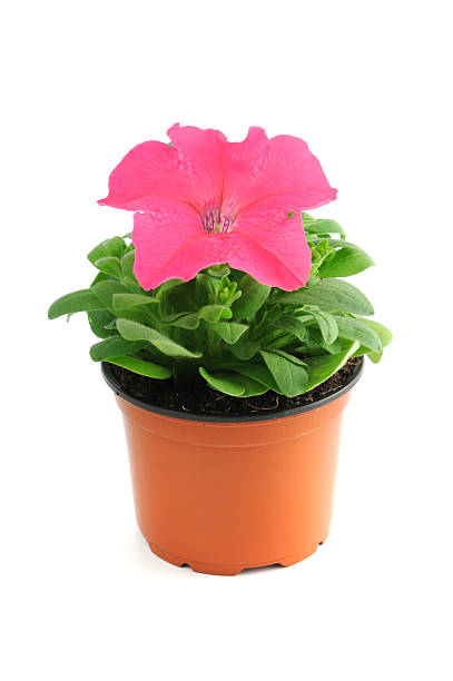 istock pink Petunia isolated white background 163216075