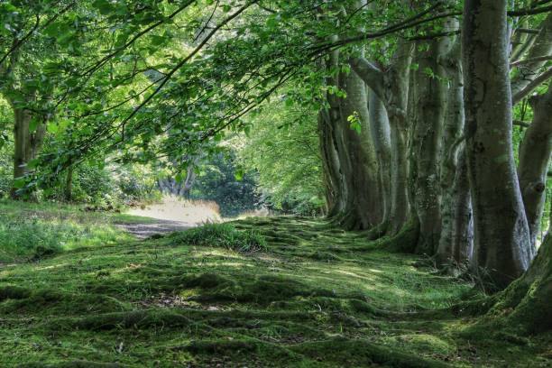 istock Lost in an atmospheric Southern Scottish Forest. 1632161001
