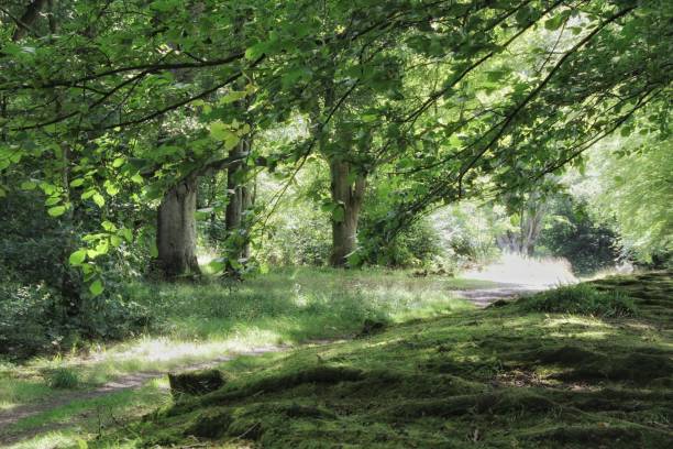 istock Lost in an atmospheric Southern Scottish Forest. 1632175558
