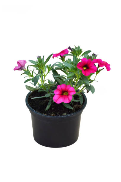 istock Million bells (Calibrachoa) flower plant in pot isolated on white background 1632176110