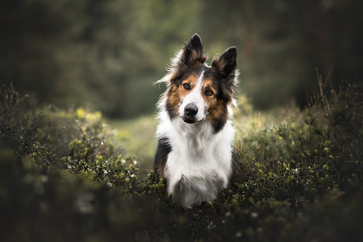 A portrait of a Border Collie taken when he was sitting among the blueberry plants and looking at me with his ears up when I made some weird noises
