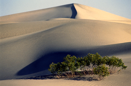 Sand dunes landscape, at sunrise, with small shrub with flowers seen at Death Valley National Park, California, USA