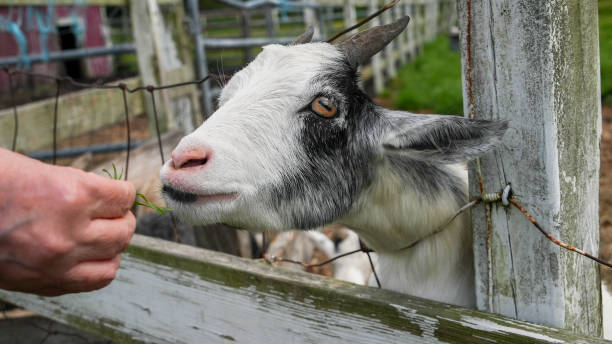 istock Young goat at farm is eating grass from hand 1632189297