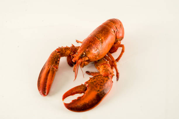 istock Delicious freshly steamed lobster 1632189319
