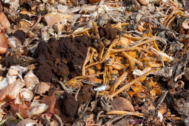 istock Ecological method for recycling food waste at home to make compost. Food waste in compost pit on private garden. Rotting organic waste for compost. Outdoor. Top view. Close-up 1632192556