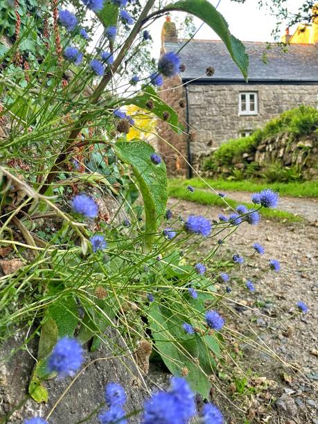 A country cottage in cornwall with wild corn flowers