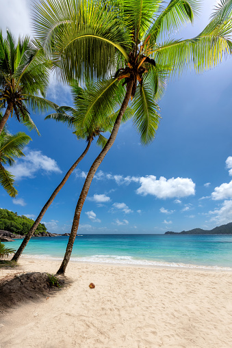 Sunny tropical beach with coconut palms and turquoise sea in Caribbean island. Summer vacation and tropical beach concept.