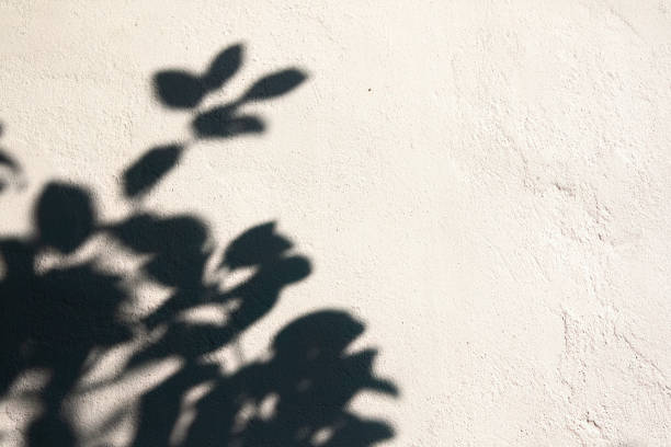 istock Shadow of the leaves on a whitewashed wall, white background. 1632197809