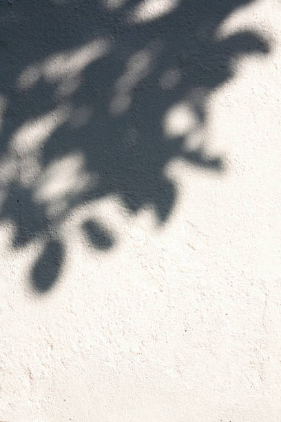 istock Shadow of the leaves on a  wall. 1632197821