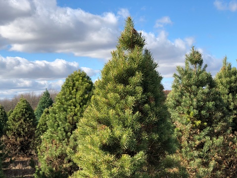 Christmas tree farm with holiday pine trees waiting to be cut