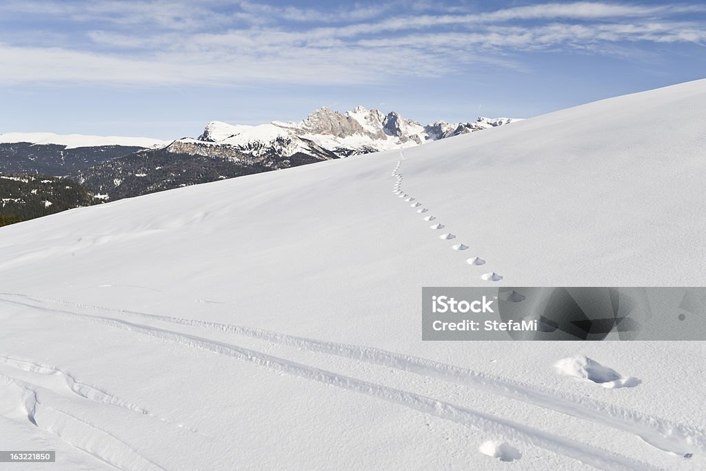 Esquí alpino marcas en el Seiser Alm - Foto de stock de Abeto libre de derechos