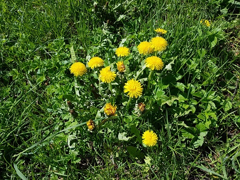 Yellow bright dandelion flowers in fields and meadows on sunny spring days.