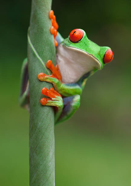 rana en una planta en su entorno natural - animal frog tree frog rear end fotografías e imágenes de stock