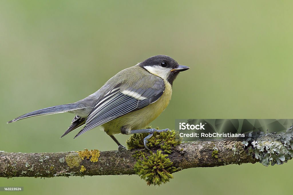 Juvenil Chapim-real (parus major) em um Galho. - Royalty-free Amarelo Foto de stock