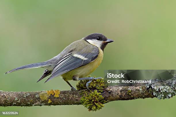 Juvenil Chapimreal Em Um Galho - Fotografias de stock e mais imagens de Amarelo - Amarelo, Animal, Animal selvagem