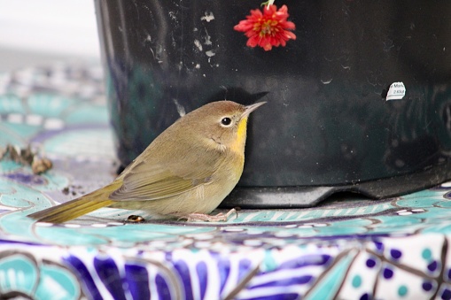 A female common yellowthroat that is perched on a colorful stool.