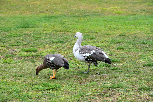 A female upland goose feeds while a male goose looks up from feeding in a grassy area in Torres del Paine National Park, Chile.