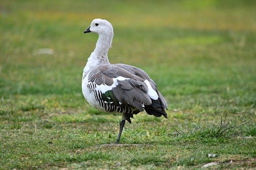A male upland goose stands in a grassy area as it looks up from feeding in Torres del Paine, Chile.