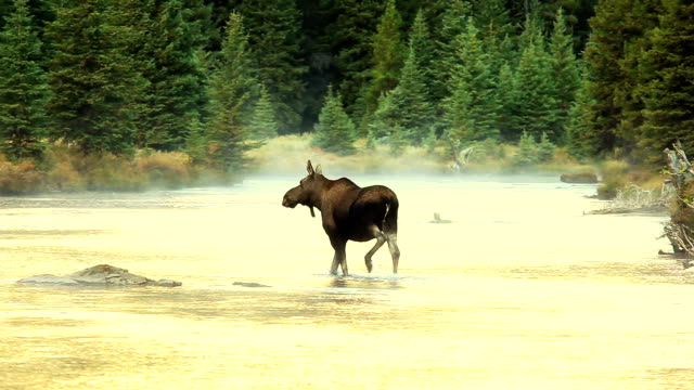 Cow Moose Crossing glowing mountain River