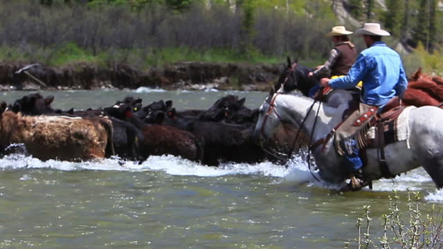 Cowboys and Cowgirl on horseback herd cattle across river