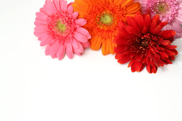 istock Bbouquet of transvaal daisy isolated on a white background. 1632275108