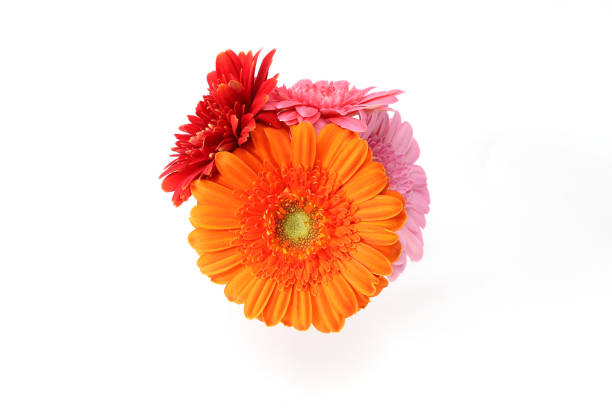 pink Gerbera bouquet