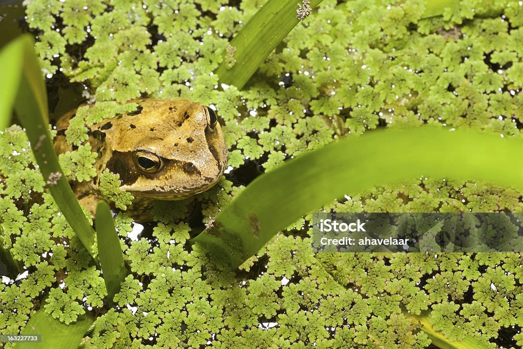 Tête de grenouille de Lentille d'eau - Photo de Amphibien libre de droits